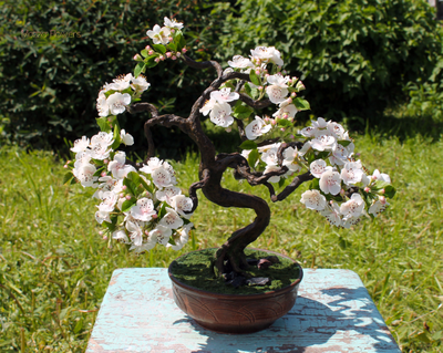 "Цветущий бонсай" ручной работы из полимерной глины.