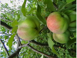 Талида (яблоня)