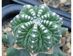 Aztekium  ritteri PP 566 (d= )