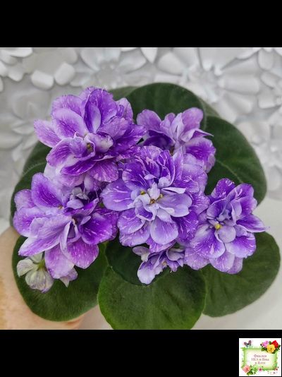 АВ-В Краю Единорогов (Фиалковод) 2020 г.