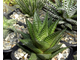 Haworthia limifolia (Голландия) - укорененная детка