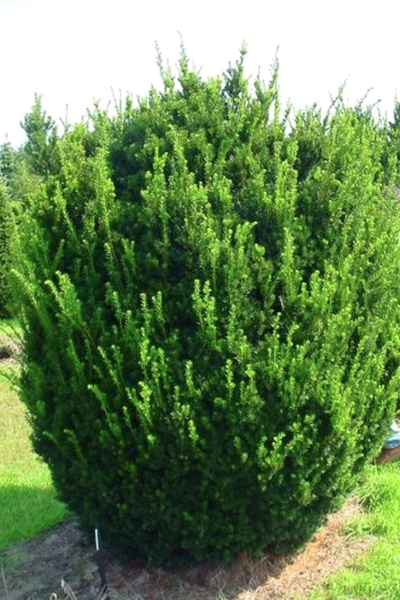 Тис средний Hicksii