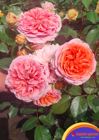 Чиппендейл (Chippendale)