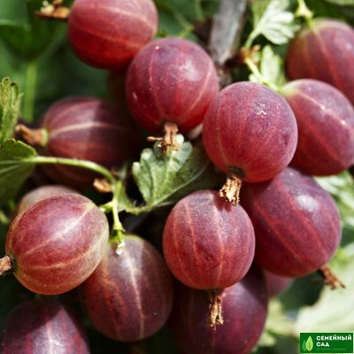 Крыжовник "Краснославянский"