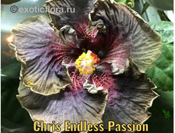 Гибискус Chris Endless Passion