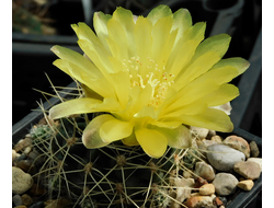 Gymnocalycium andreae form VG-1312  "densispinum" - 5 семян