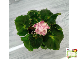 АВ-Варенье из Лепестков Роз (Фиалковод) 2022 г.