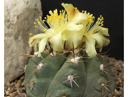 Copiapoa mollicula FR 525 - 5 семян