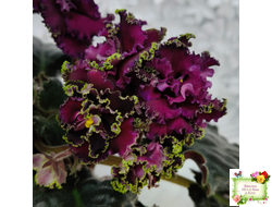 ПТ-Мерло Люкс (Т. Пугачева)