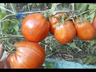 Томат Огромная слива  (Enormous Plum)