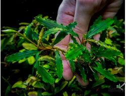 Буцефаландра Titan