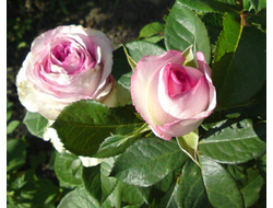 Дольче Вита+, Ч/Г,   срезочные   Lex Voom Netherlands