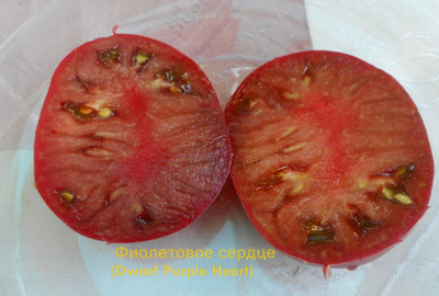 Томат Гном Фиолетовое Сердце (Dwarf Purple Heart )