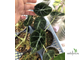 Аlocasia Black Velvet variegata / Алоказия Блек вельвет вариегатная