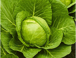 Капуста белокочанная Магнус
