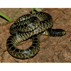 Королевская змея великолепная