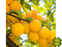 СЛИВА "ЗАРЕЧЕНСКАЯ ЖЕЛТАЯ" (сладкая, среднеспелая) (саженец 3 года)