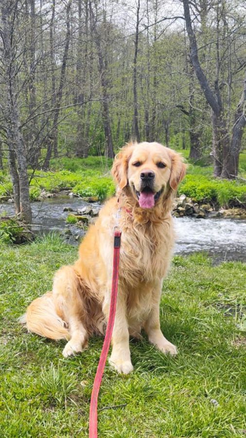 Шедди / Русское Золото Шедди Кочевник, 3 г