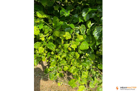 Обработка растений от насекомых