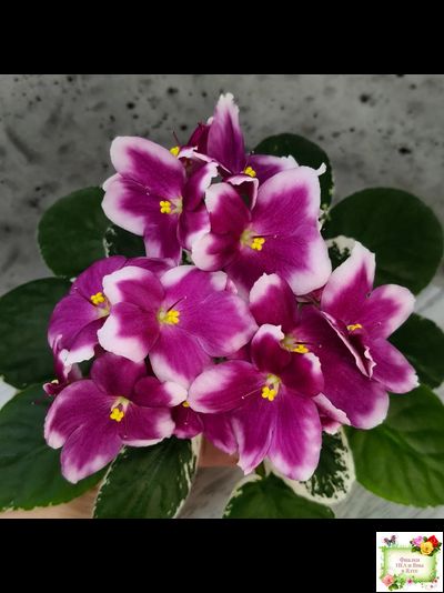 KZ-Источник Вдохновения (И. Заикина) 2023 г.