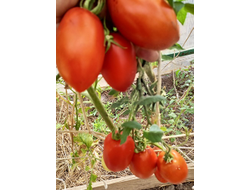 Томат Корнабель F6