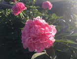 Carnation Bouquet (Карнейшен Букет)