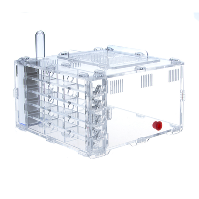 Комплект муравьиной фермы 4ants Crystal L 3.0  с муравьями Messor Structor