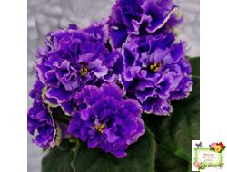 РМ-Синий Бриллиант (Н. Скорнякова) 2023 г.