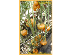 Томат Абрикосовый Брендивайн (Apricot Brandywine)