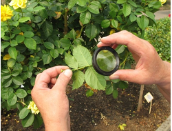 Средства для борьбы с вредителями