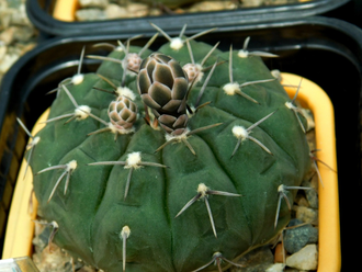 Gymnocalycium riojense ssp.paucispinum VG-347a (D=35-45 mm)