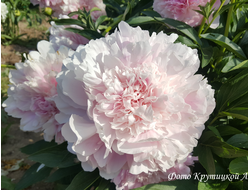 Пион Therese (Тереза)