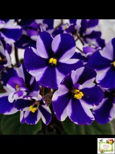 Concord (Horikoshi/Ozaki) (10/03/1992) химера (пасынок укоренённый)