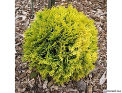 Туя Даника Ауреа - Danica Aurea