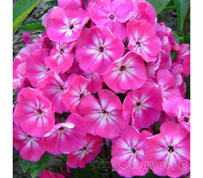 Флокс метельчатый Александра (Alexandra)