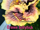 Гибискус Crown Jellyfish