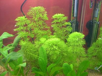 Лимнофила гетероморфная (пучок)