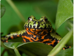 Дальневосточная жерлянка (Bombina orientalis)