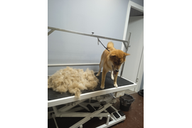 Сиба-ину РАСТИ