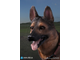 Немецкая овчарка - Коллекционная ФИГУРКА 1/6 scale German Shepherd (AS003) - DID