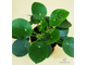 Pilea Peperomioides - Пилея пеперомиевидная, китайское денежное дерево, растение НЛО