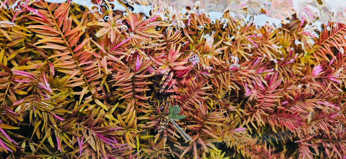 Ротала Индийская