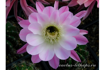 ECHINOPSIS hybrid `KAMILLA`