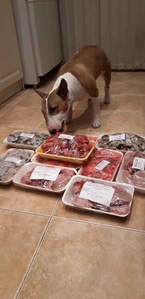 Хозяйка Светлана: "Спасибо за мясо,Эсенька довольна 