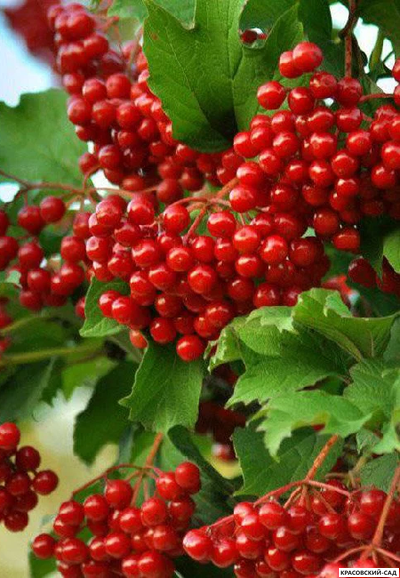 Калина Таежные рубины