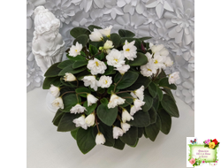 ЛЕ-Жемчужинка (Е. Лебецкая) 2018 г. трейлер