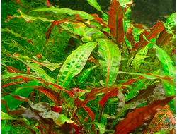 Криптокорина аффинис (меристемная)