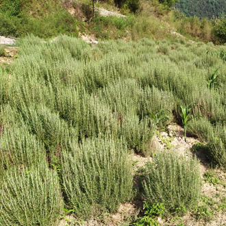 Розмарин хем. вербенон (Rosmarinus officinalis CT verbenon) 10 мл - 100% натуральное эфирное масло