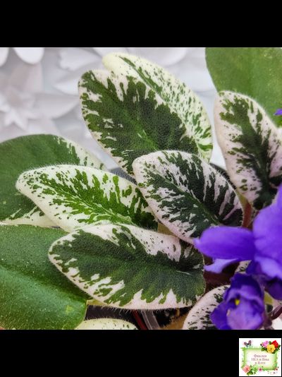 Hodss-Norway (Яна Ходченко) 2019 г. (пестролистный лонг)