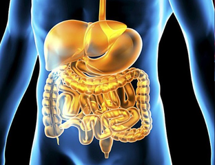 ДЛЯ ЖЕЛУДКА И КИШЕЧНИКА - Каталог товаров - SAKH-TOKYO